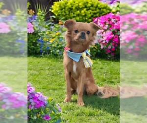 Cavalier King Charles Spaniel Dogs for adoption in Oakley, CA, USA