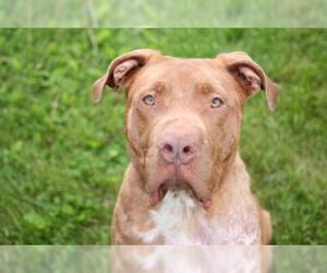 American Pit Bull Terrier-Unknown Mix Dogs for adoption in Mankato, MN, USA