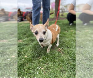 Chihuahua Dogs for adoption in Greenbelt, MD, USA