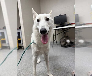 German Shepherd Dog-Unknown Mix Dogs for adoption in Pasadena, TX, USA