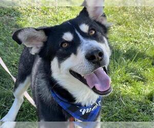 Siberian Husky-Unknown Mix Dogs for adoption in Pueblo, CO, USA