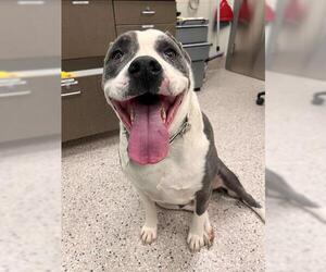 American Bulldog Dogs for adoption in Brighton, CO, USA