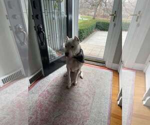 Argentinian Mastiff Dogs for adoption in Waterloo, IA, USA