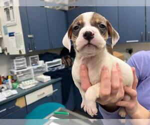American Pit Bull Terrier Dogs for adoption in Tulsa, OK, USA