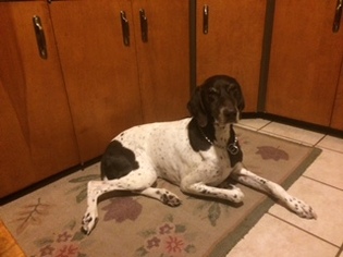 German Shorthaired Pointer Dogs for adoption in Park Falls, WI, USA