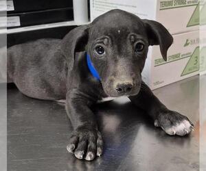 American Pit Bull Terrier-Unknown Mix Dogs for adoption in Bakersfield, CA, USA