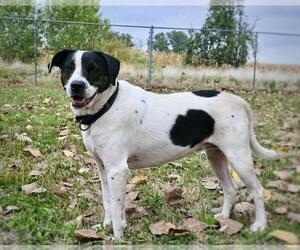 Jack Russell Terrier-Unknown Mix Dogs for adoption in DuQuoin, IL, USA