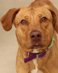 Labrador Retriever Dogs for adoption in Media, PA, USA