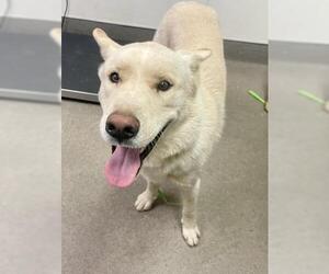 Siberian Husky Dogs for adoption in HESPERIA, CA, USA