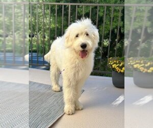 Poodle (Standard) Dogs for adoption in Menifee, CA, USA