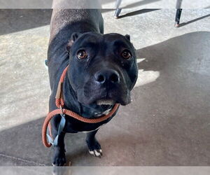 American Staffordshire Terrier Dogs for adoption in Tavares, FL, USA