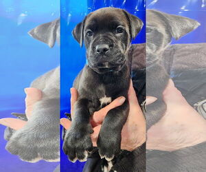American Pit Bull Terrier-Labrador Retriever Mix Dogs for adoption in Clarkston, MI, USA
