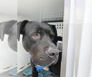 American Pit Bull Terrier Dogs for adoption in Stockton, CA, USA