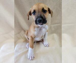 Boykin Spaniel Dogs for adoption in Dalzell, SC, USA