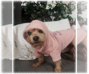 Mutt Dogs for adoption in W Hollywood, CA, USA