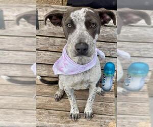 Mutt Dogs for adoption in Tulsa, OK, USA