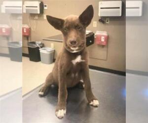 Mutt Dogs for adoption in Conroe, TX, USA
