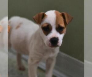 Mutt Dogs for adoption in San Antonio, TX, USA