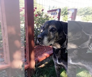 Plott Hound-Unknown Mix Dogs for adoption in Carmichael, CA, USA