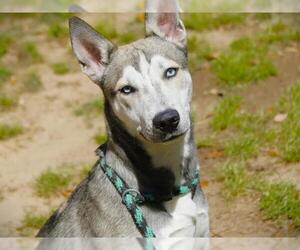 Huskies -Unknown Mix Dogs for adoption in Tallahassee, FL, USA