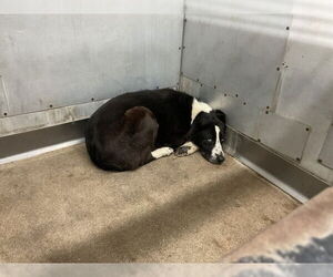 Mutt Dogs for adoption in San Bernardino, CA, USA