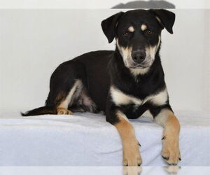 Rottweiler-Unknown Mix Dogs for adoption in Oroville, CA, USA