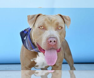 American Pit Bull Terrier Dogs for adoption in Pasadena, CA, USA