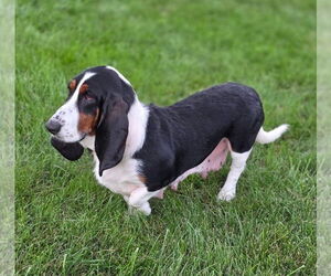 Medium Photo #2 Basset Hound Puppy For Sale in Brookville, OH, USA