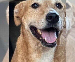 Labrador Retriever-Unknown Mix Dogs for adoption in Lake Forest, CA, USA
