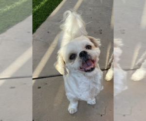 Shih Tzu Dogs for adoption in San Diego , CA, USA