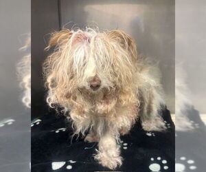 Poodle (Miniature)-Unknown Mix Dogs for adoption in Moreno Valley, CA, USA