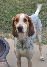 English Foxhound Dogs for adoption in COLUMBIA, MD, USA