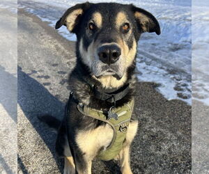 Mutt Dogs for adoption in Fargo, ND, USA