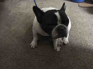 French Bulldog Dogs for adoption in Louisville, KY, USA