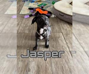 American Pit Bull Terrier-Labrador Retriever Mix Dogs for adoption in Tucson, AZ, USA