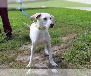 Pointer Dogs for adoption in Vero Beach, FL, USA