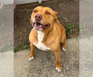 American Staffordshire Terrier Dogs for adoption in Fremont, CA, USA