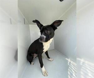 Labrador Retriever-Unknown Mix Dogs for adoption in Houston, TX, USA