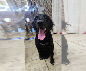 Spaniel-Unknown Mix Dogs for adoption in El Centro, CA, USA