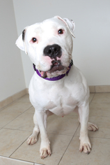 Bullypit Dogs for adoption in Eden Prairie, MN, USA