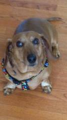 Dachshund Dogs for adoption in Westminster, MD, USA