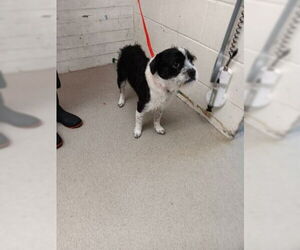 Mutt Dogs for adoption in San Bernardino, CA, USA