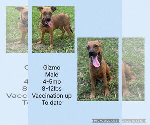 Chihuahua-Whippet Mix Dogs for adoption in Virginia Beach, VA, USA