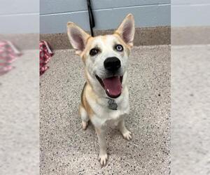 Goberian Dogs for adoption in Brighton, CO, USA