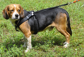 Beagle Dogs for adoption in Liberty, NC, USA
