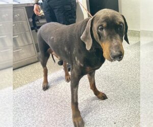 Doberman Pinscher Dogs for adoption in Houston, TX, USA