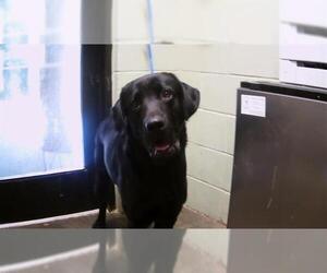 Labrador Retriever Dogs for adoption in Tulsa, OK, USA