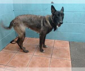 Mutt Dogs for adoption in Downey, CA, USA
