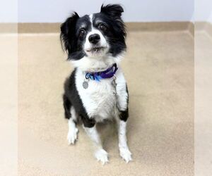 Australian Shepherd Dogs for adoption in Aurora, CO, USA