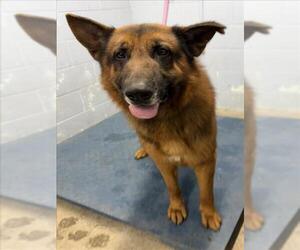 German Shepherd Dog Dogs for adoption in Woodland, CA, USA